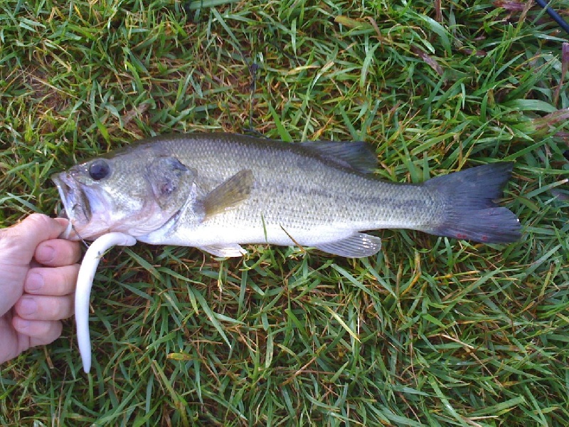 My first Largemouth