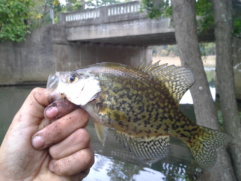 black crappie