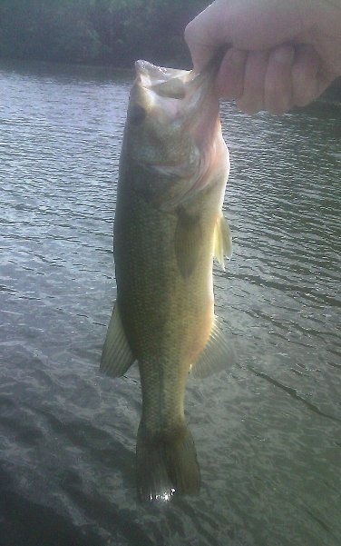 largemouth