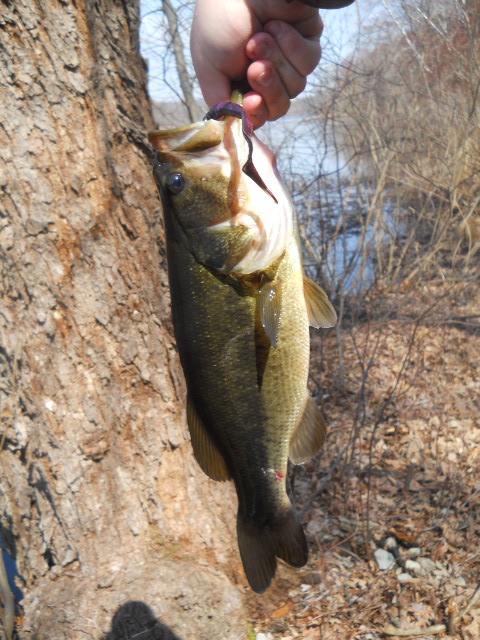 First Largemouth of the Season!