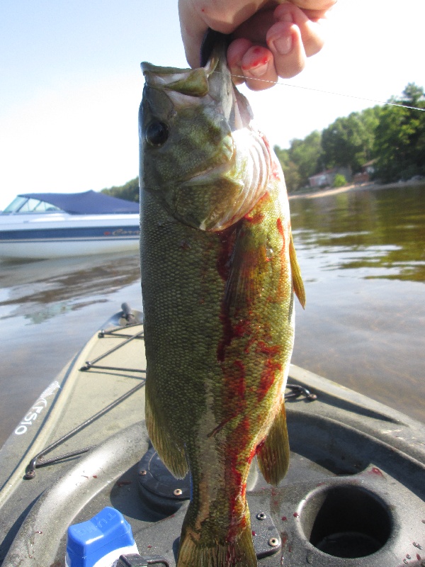 Smallmouth!