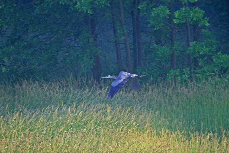 Great Blue Heron