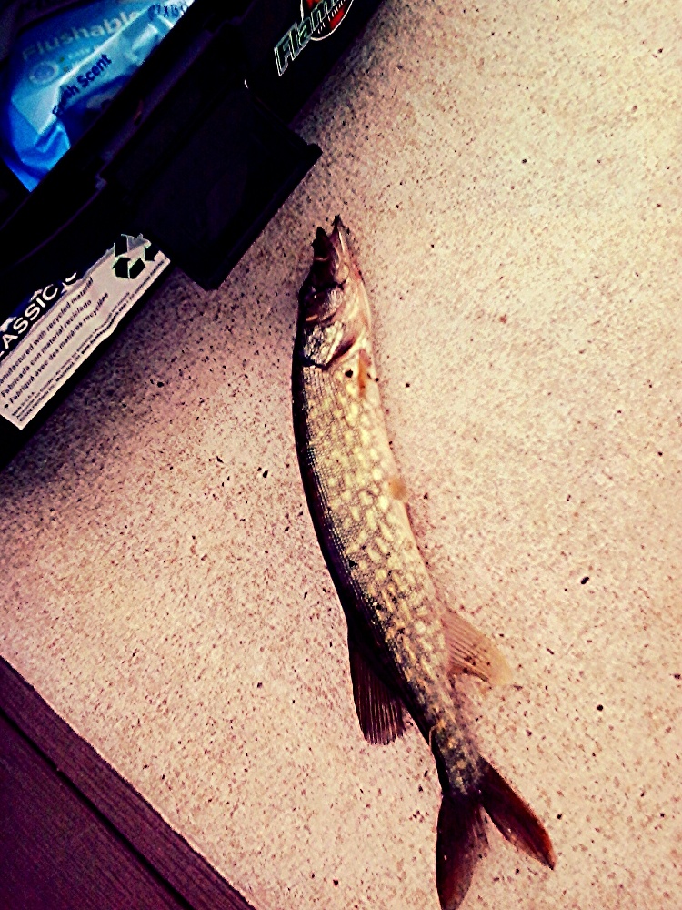 "Chain Pickerel"